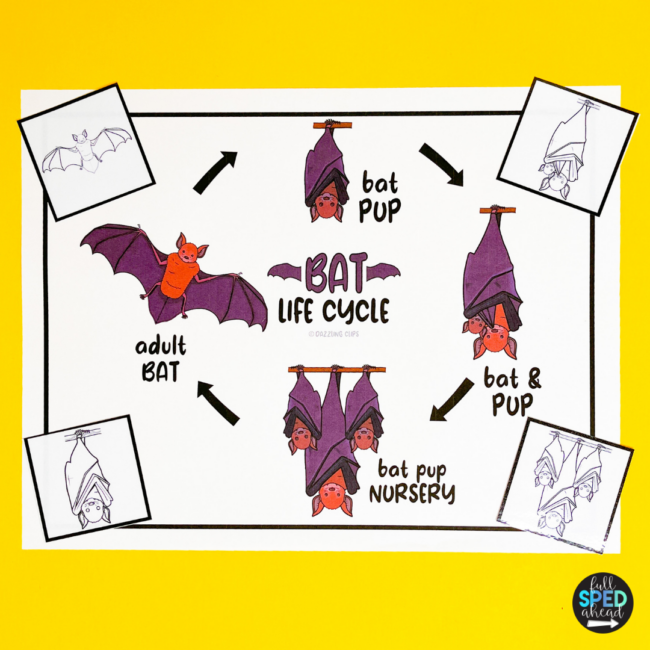 Free Science Life Cycle of a Bat Adapted Book & Worksheet for Special Education - Image 4